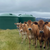 Cows in front of farm water tanks