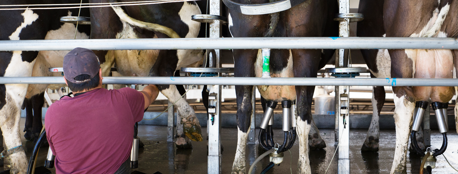 waterwatch flexible milking 