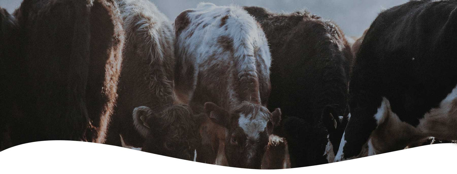 Rural Water Schemes header image