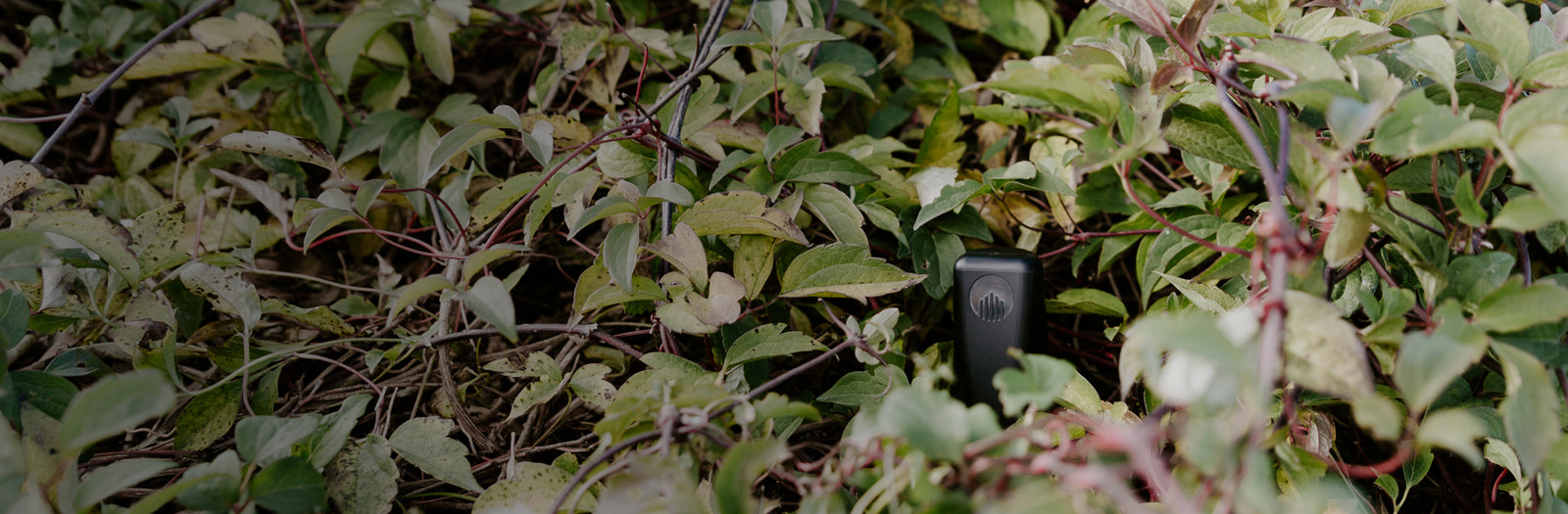 Hard to spot sensor in some leaves