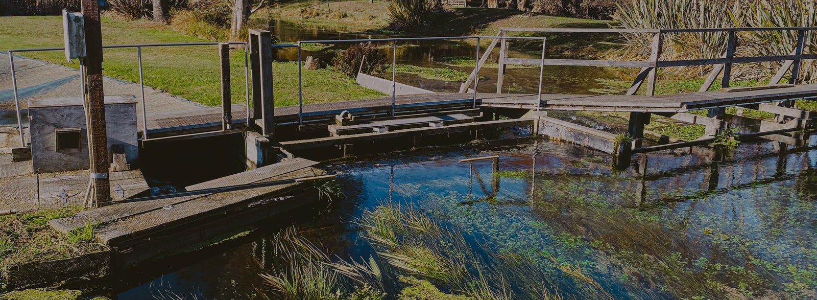 Image of the Silverstream Salmon Smolt